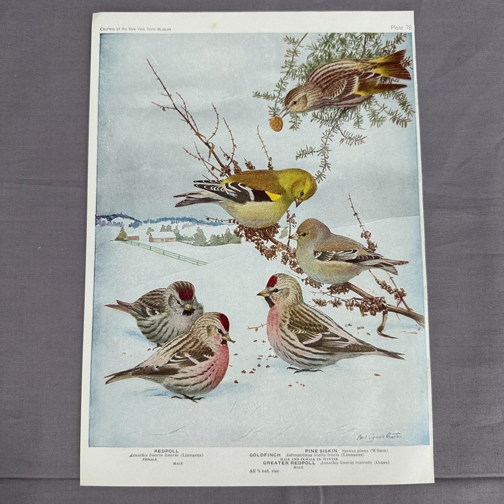 Louis Fuertes Redpoll Goldfinch Pine Siskin 1936 Vintage Bird Plate Wall Art